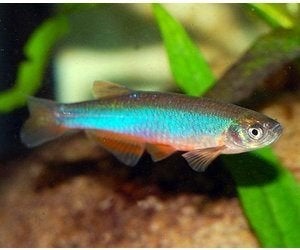 Goud Danio - Koidreams -Valburg, Vis, Zoetwatervis