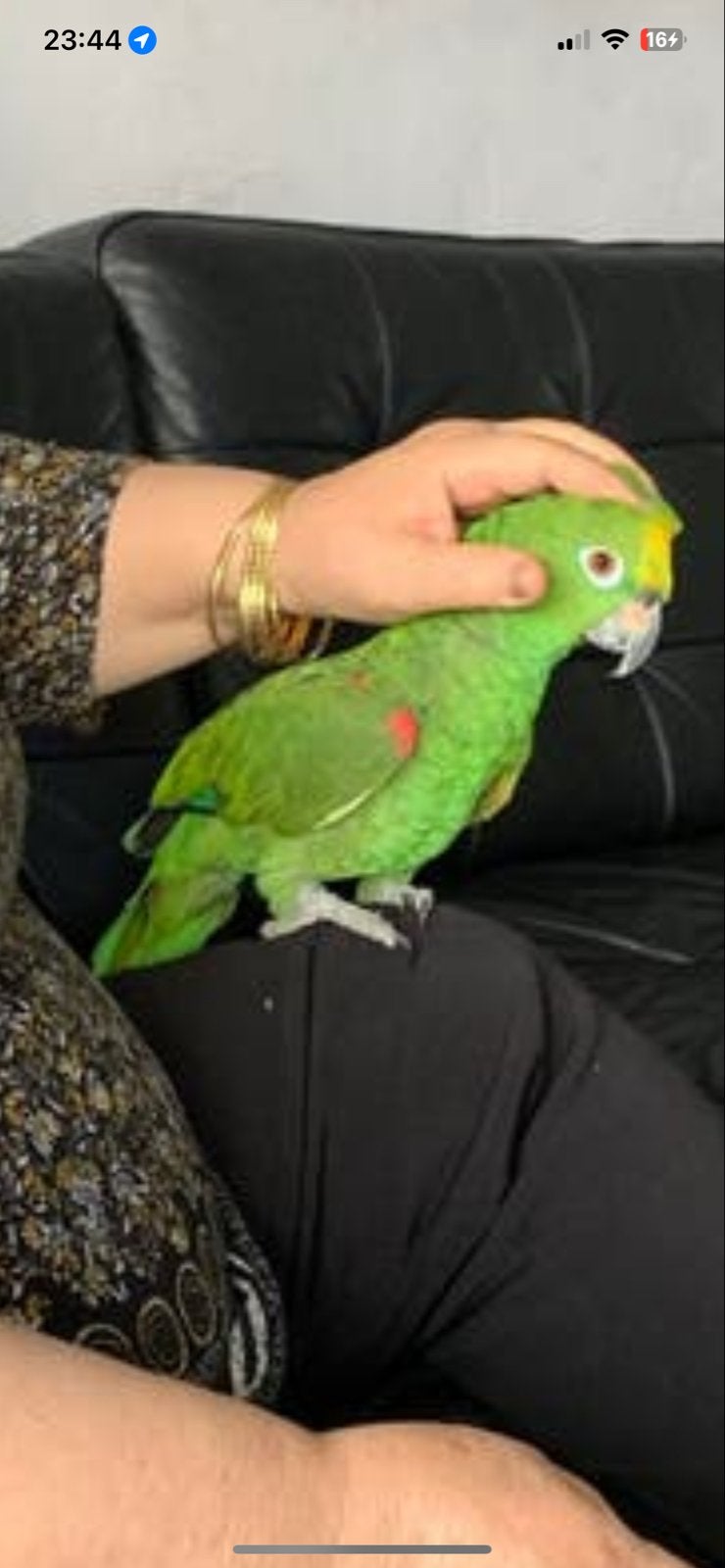 Geelkop roodschouder amazone papegaai!, Dieren en Toebehoren, Vogels | Parkieten en Papegaaien, Mannelijk, Papegaai, Geringd