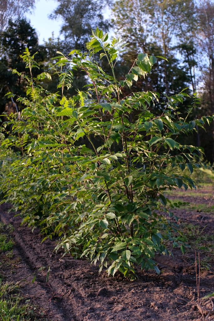 Tetradium danielii/ bijenboom meerstammig, Tuin en Terras, Planten | Bomen, Ophalen, Halfschaduw, Overige soorten, 100 tot 250 cm