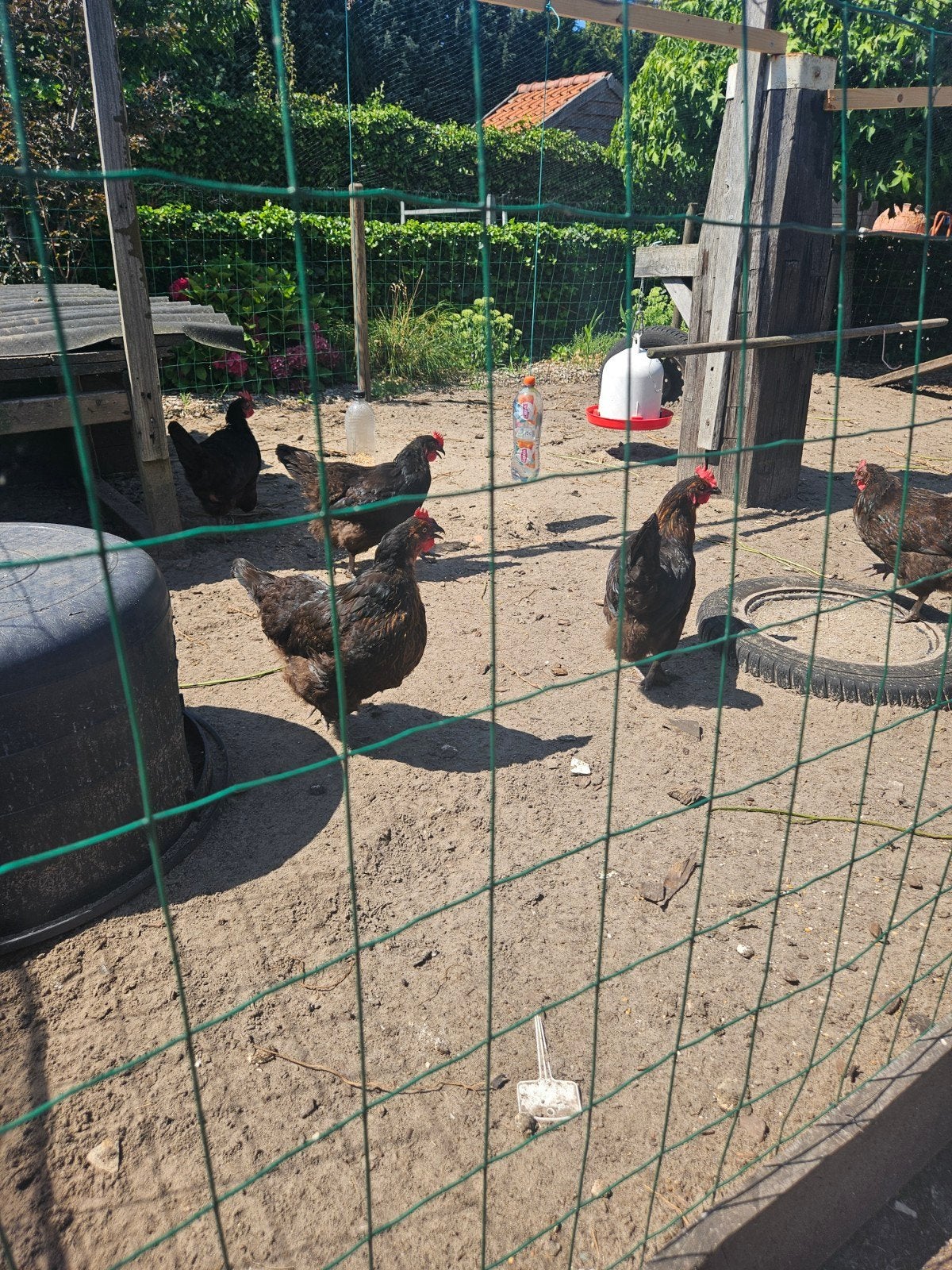 5 kippen, Vrouwelijk, Kip