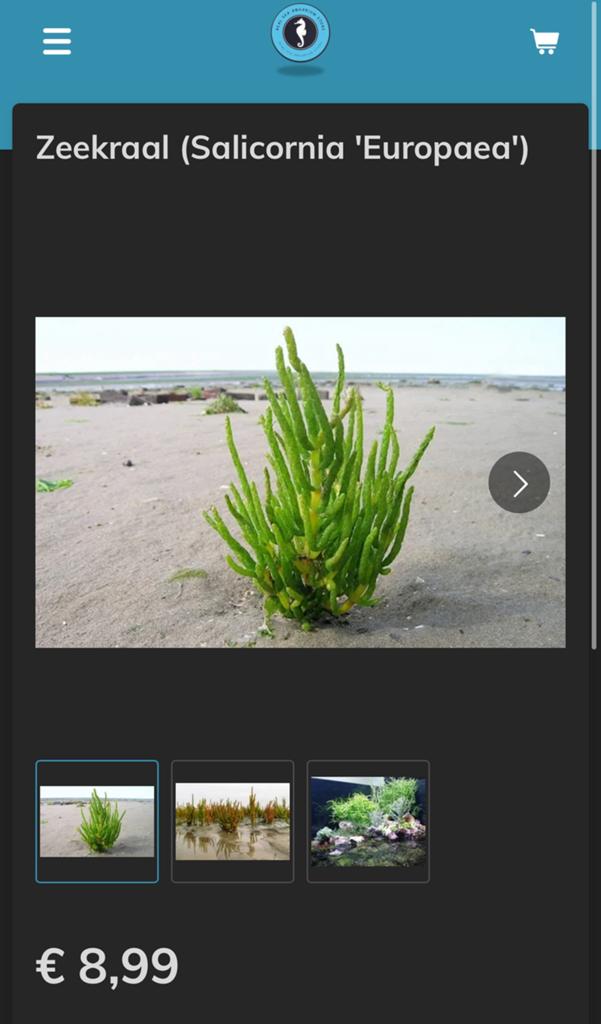 Zeekraal (Salicornia 'Europaea) voor het zeeaquarium, Dieren en Toebehoren, Vissen | Aquariumvissen, Overige typen, Zoutwatervis