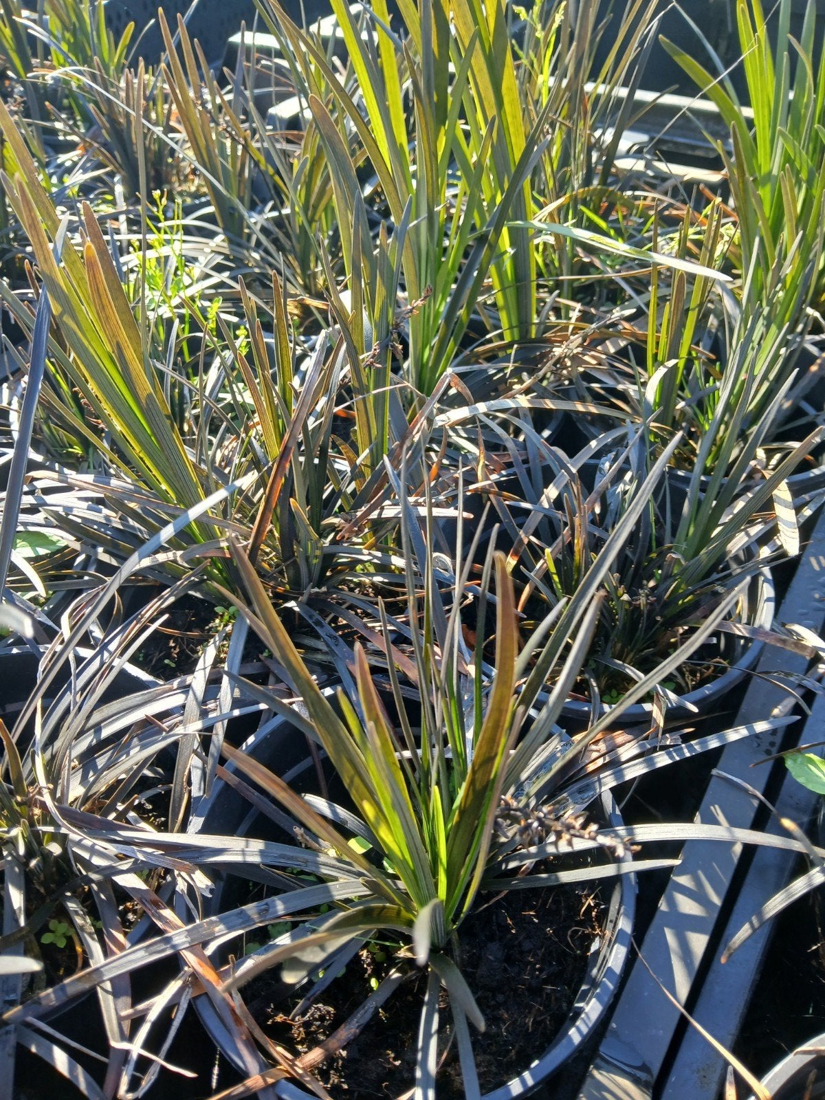 Ophiopogon Niger - Zwarte Slangenbaard €2, Vaste plant, Siergrassen, Ophalen of Verzenden, Halfschaduw