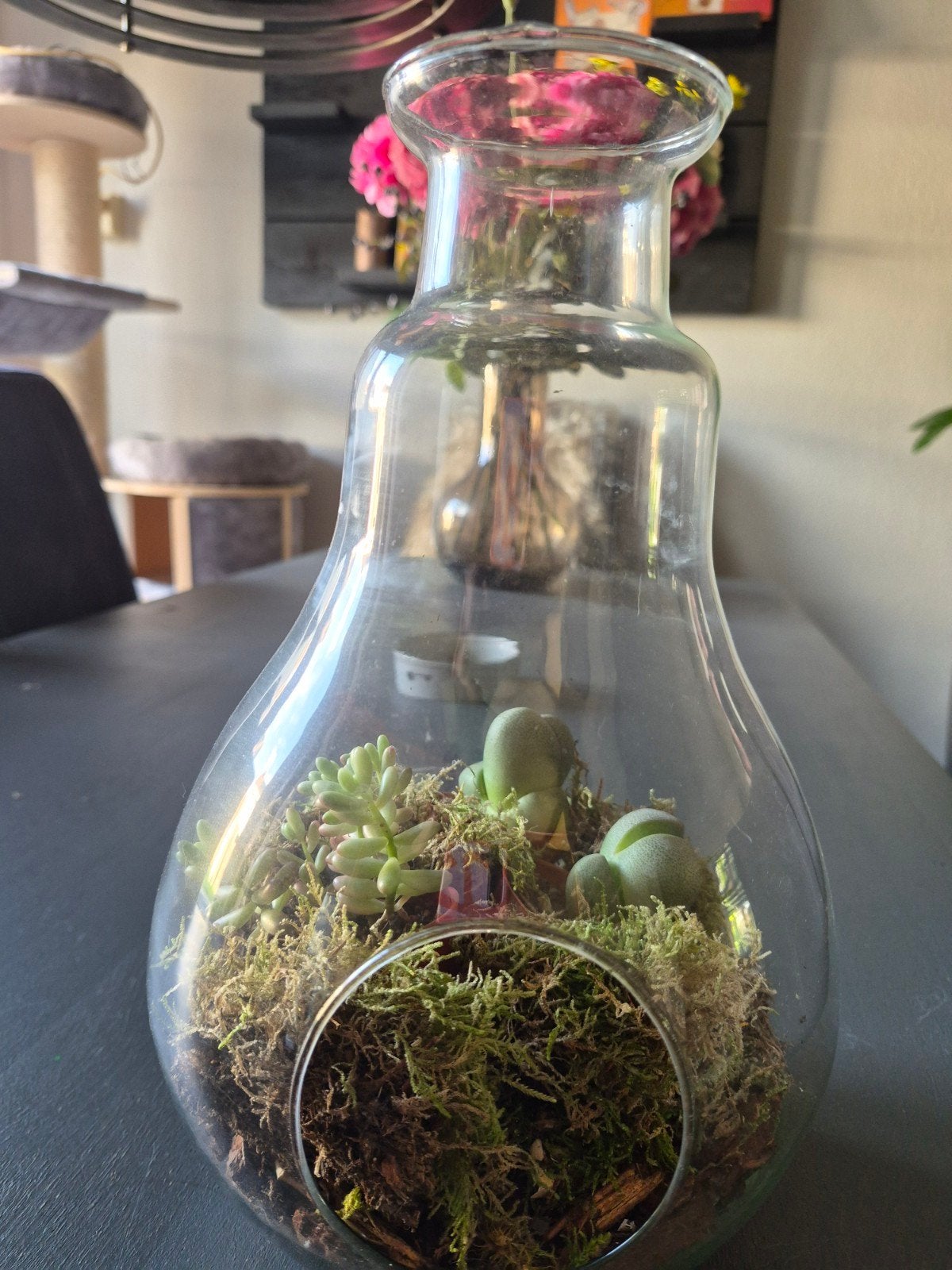 Glazen stolp met plantjes, Ophalen, Zo goed als nieuw