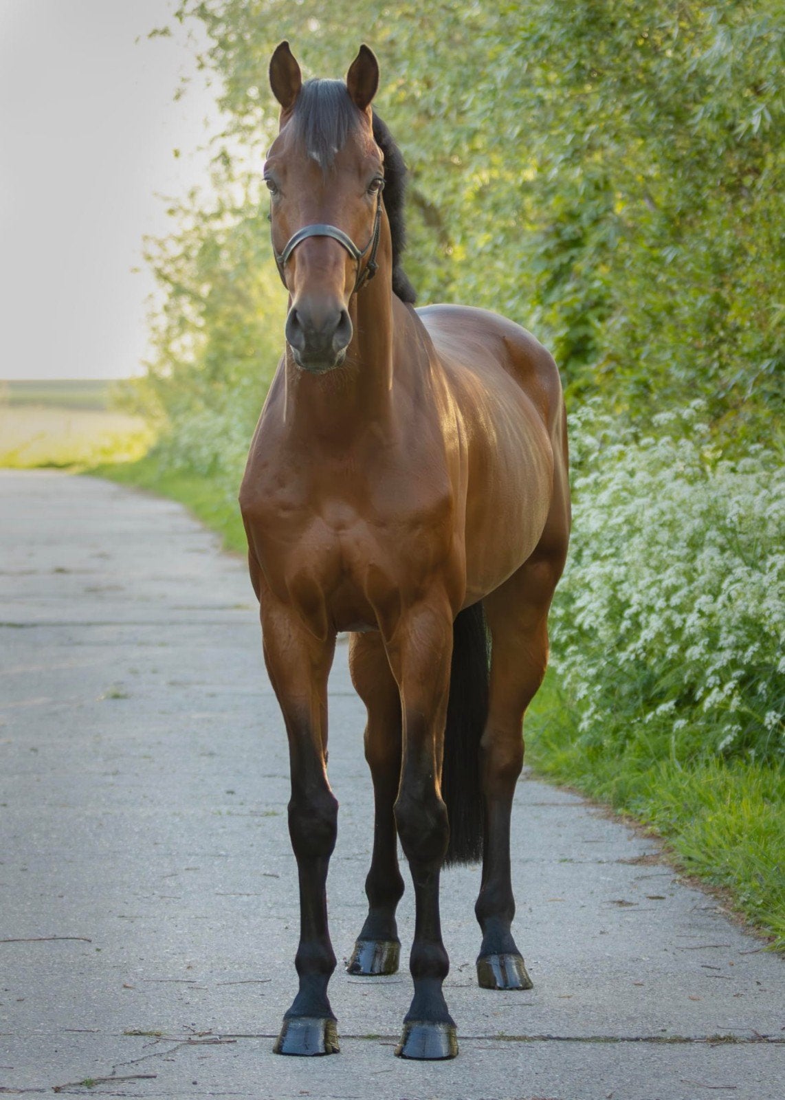 Mooie ruin te koop.., Ruin, Dressuurpaard, 3 tot 6 jaar