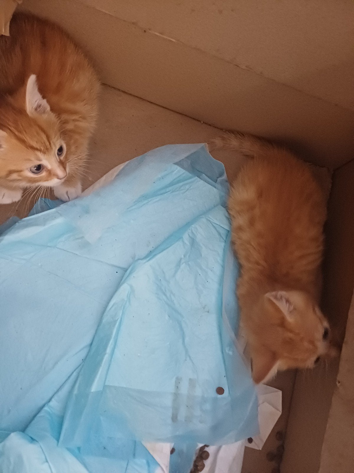 Nog 4 WK kittens !, Dieren en Toebehoren, Katten en Kittens | Overige Katten, Meerdere dieren