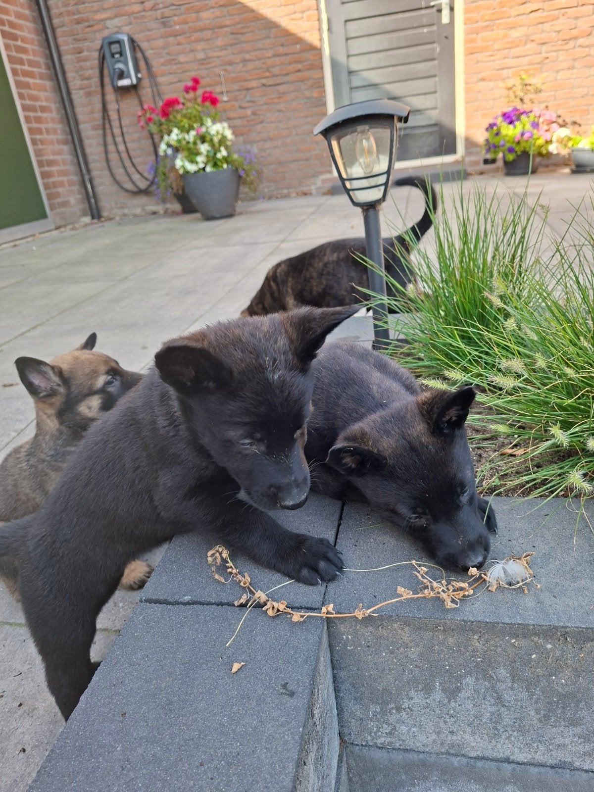 Hollandse herder pups, 8 tot 15 weken, Meerdere, Meerdere dieren, Herder