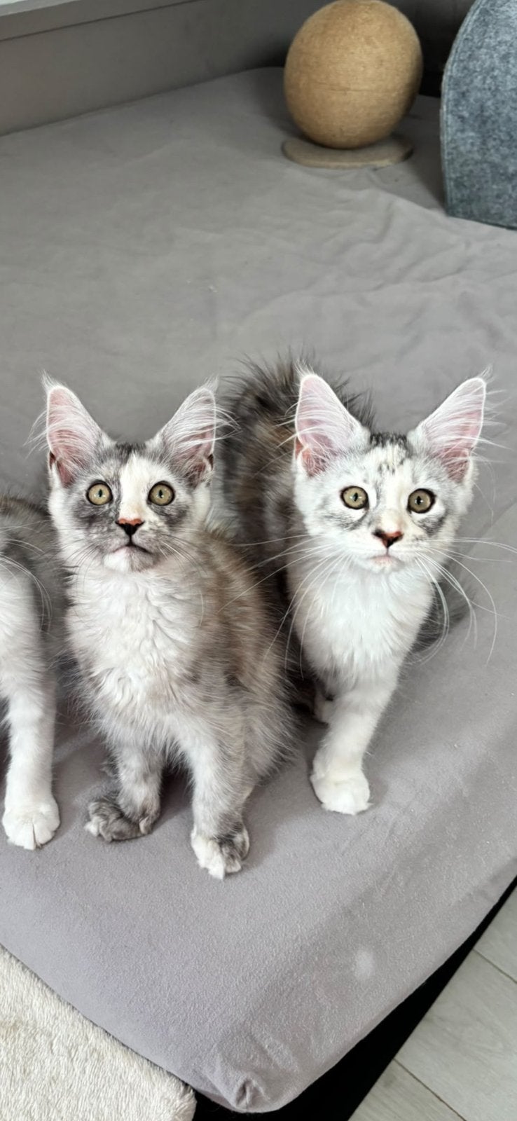 Lieve maine coon kittens met stamboom beschikbaar!, Dieren en Toebehoren, Poes, Met stamboom, 0 tot 2 jaar