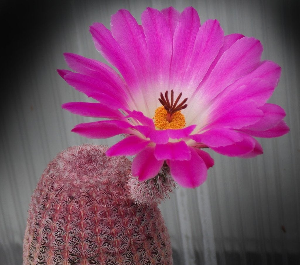 cactus - Echinocereus rigidissimus ssp. rubrispinus, Huis en Inrichting, Kamerplanten, Cactus, Minder dan 100 cm, Volle zon, Ophalen of Verzenden