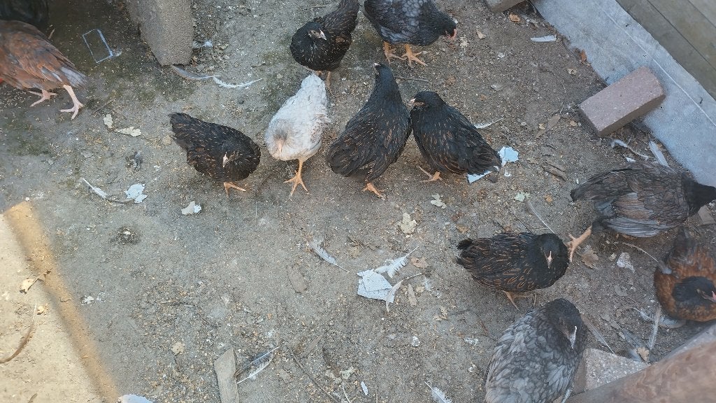 Jonge Barnevelder hennetjes legkippen in diverse kleurslagen, Dieren en Toebehoren, Pluimvee, Vrouwelijk, Kip