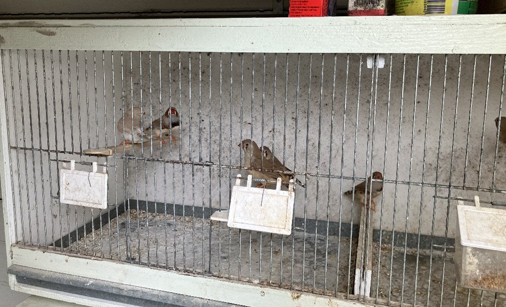 Zebravinken bruin, Meerdere dieren, Tropenvogel, Geringd