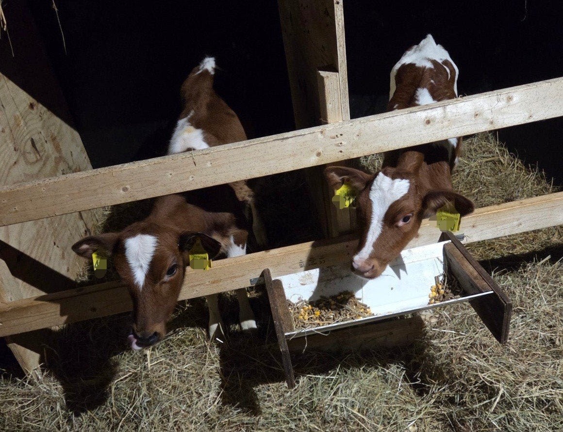 2 mooie roodbonte vaarskalveren, Dieren en Toebehoren, Vrouwelijk, 0 tot 2 jaar