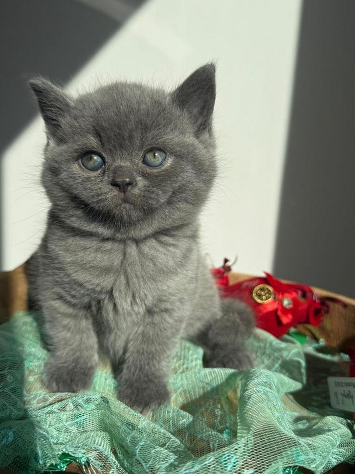 Britse korthaar kittens per direct verhuizen, Kater, Ontwormd, 0 tot 2 jaar