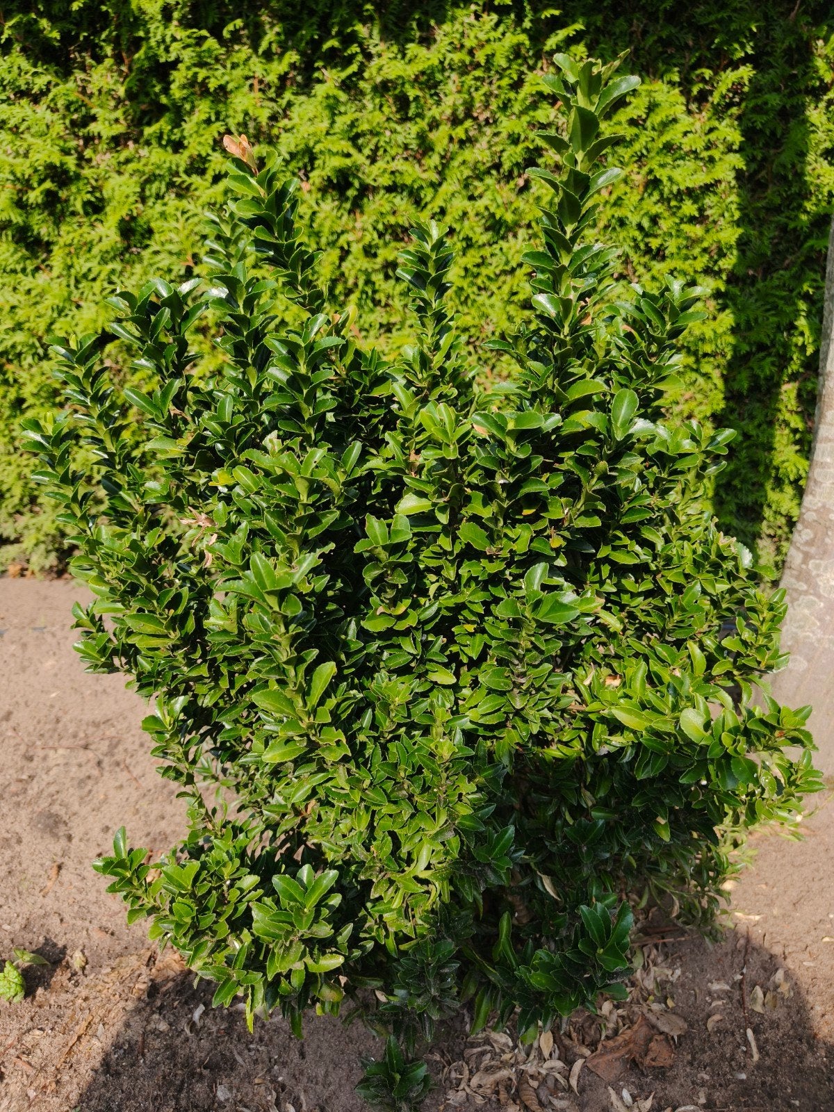 Buxus sempervirens, Tuin en Terras, Planten | Tuinplanten, Vaste plant, Bloeit niet, Halfschaduw, Ophalen