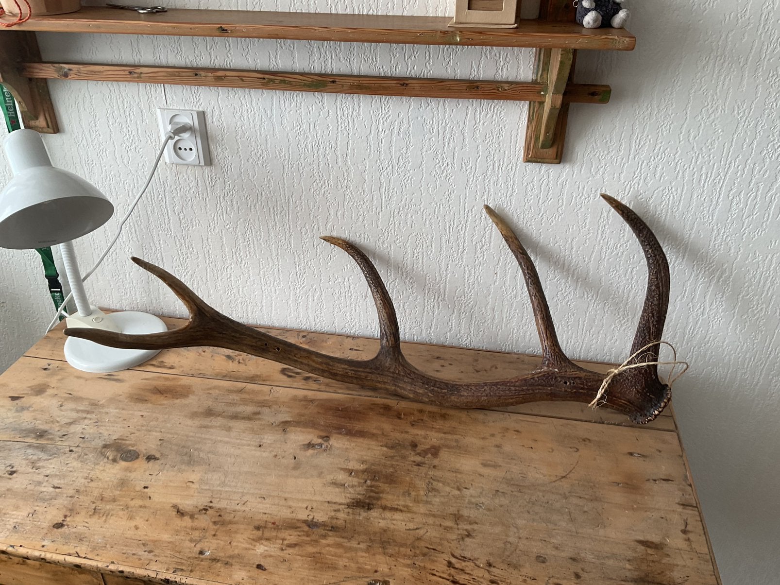 Herten afwerp stang., Antiek en Kunst, Curiosa en Brocante, Ophalen of Verzenden