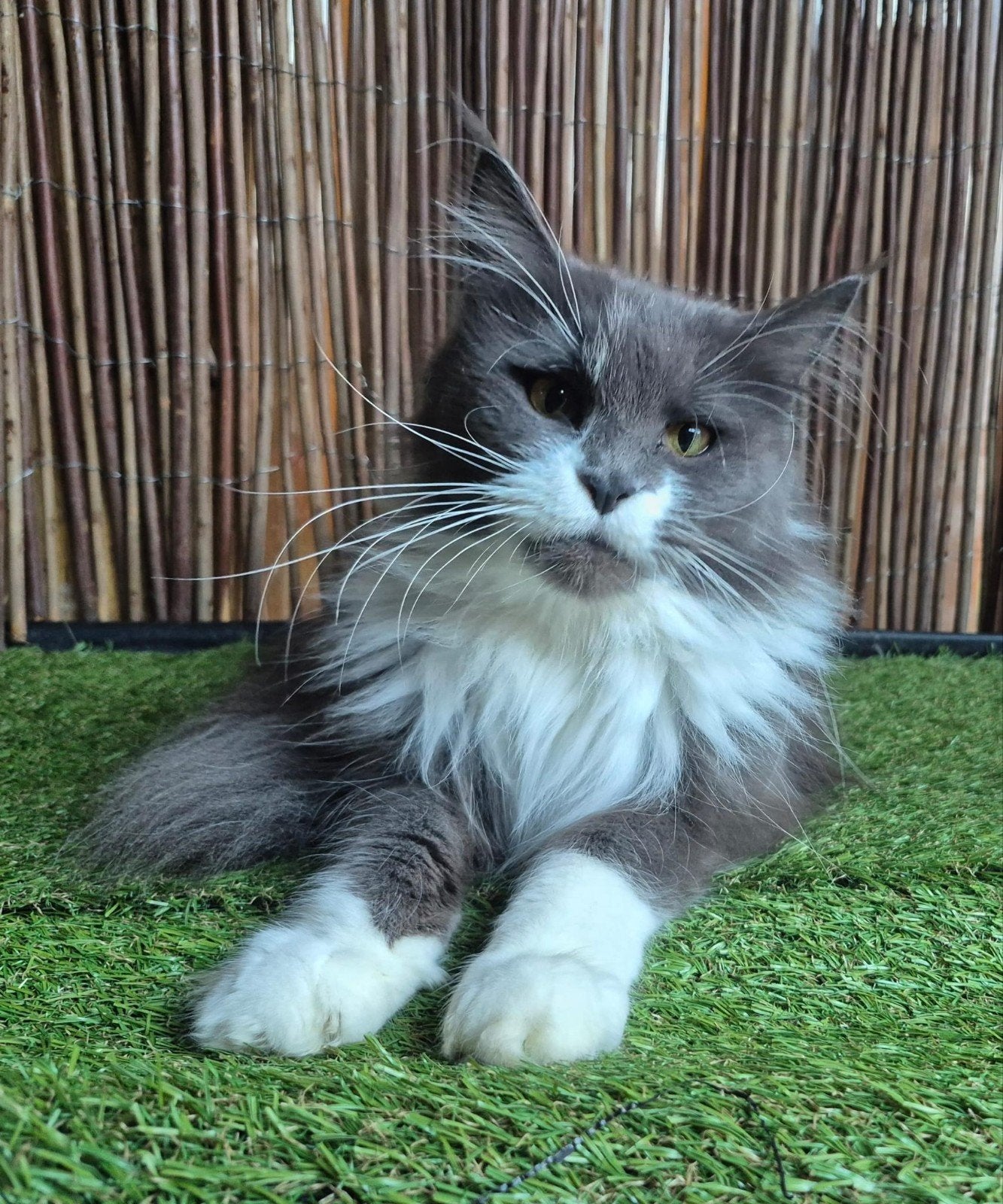 maine coon poes met stamboom, Poes, Met stamboom, 3 tot 5 jaar