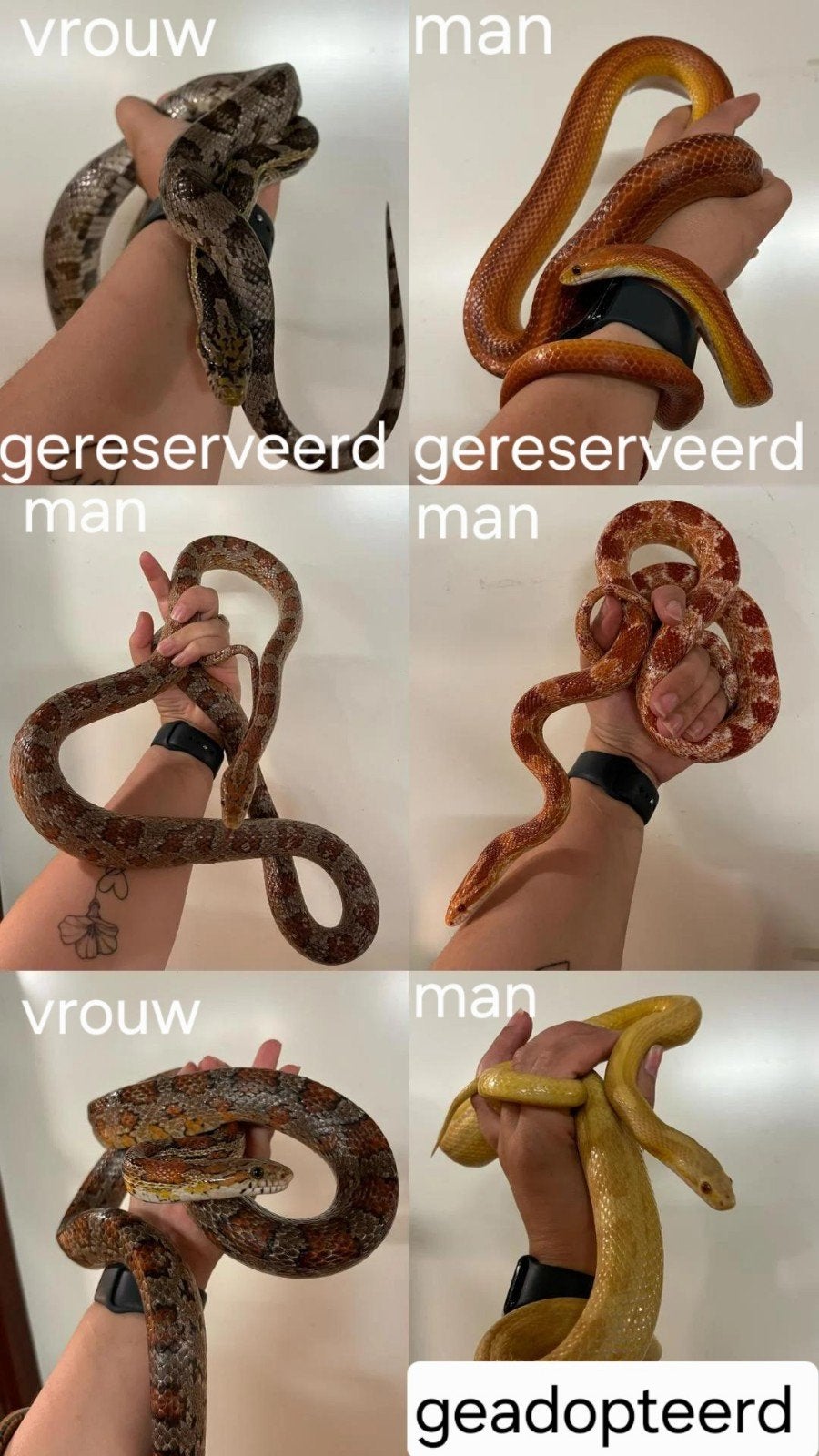 Rattenslangen zoeken een nieuw thuis, Slang
