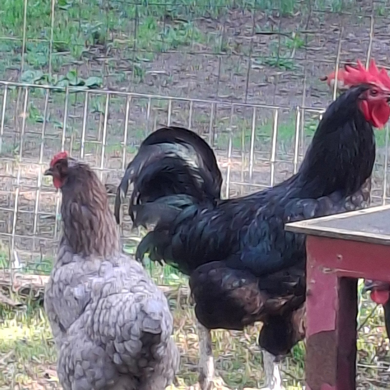 2 Giant Jersy hanen, Dieren en Toebehoren, Pluimvee, Mannelijk, Kip