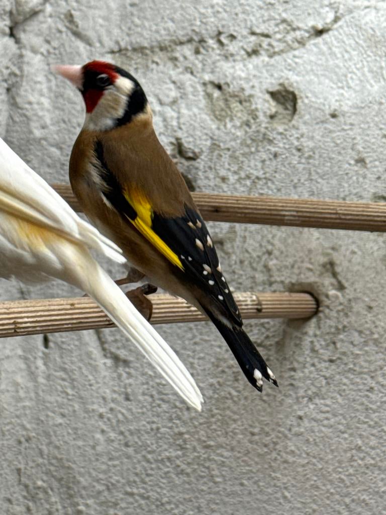 Gezocht putter pop, Dieren en Toebehoren, Vogels | Overige Vogels, Vrouwelijk, Wildzangvogel
