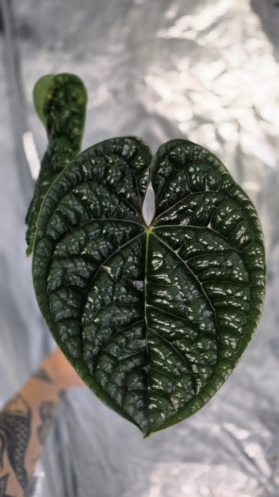 Anthurium Luxurians dark, Ophalen of Verzenden, Halfschaduw, Minder dan 100 cm