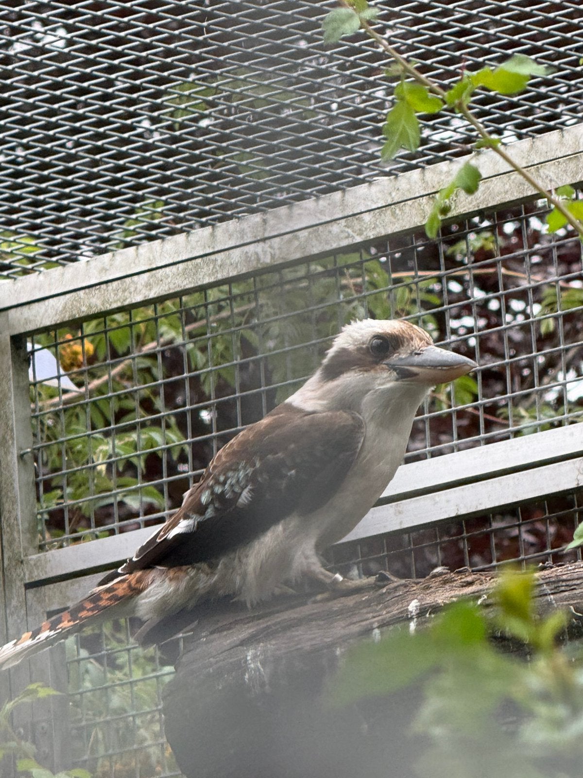 kookaburra mannen, Dieren en Toebehoren, Mannelijk