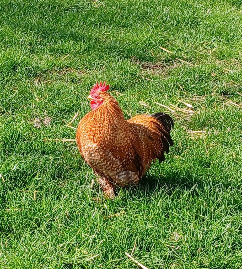 Mooie kriel Bielefelderhaan, Dieren en Toebehoren, Mannelijk, Kip