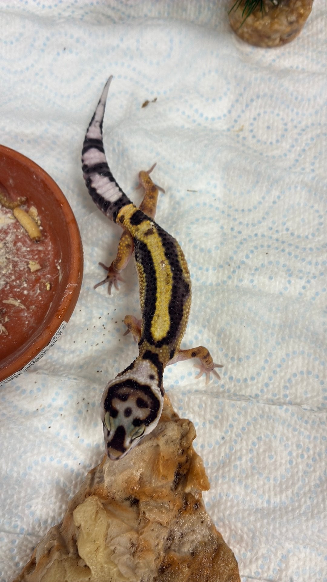 Luipaard gekko Leopard Gecko photo 3