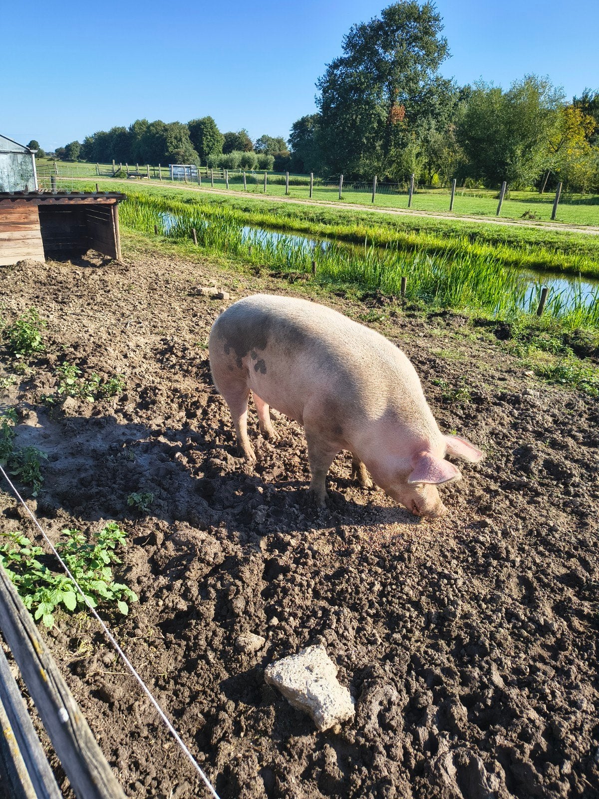 varken te koop, Dieren en Toebehoren, Vrouwelijk, Varken, 0 tot 2 jaar