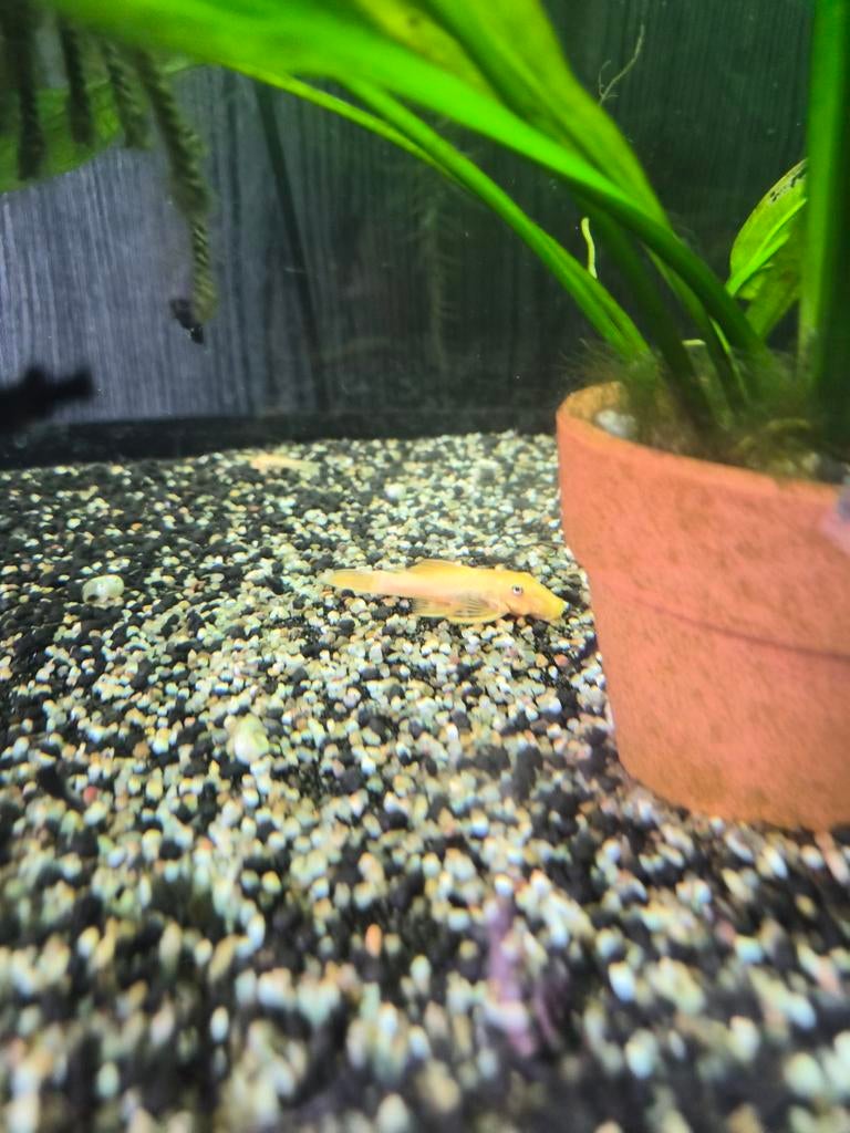 L144 'Lemon pleco' algeneters, Dieren en Toebehoren, Vis