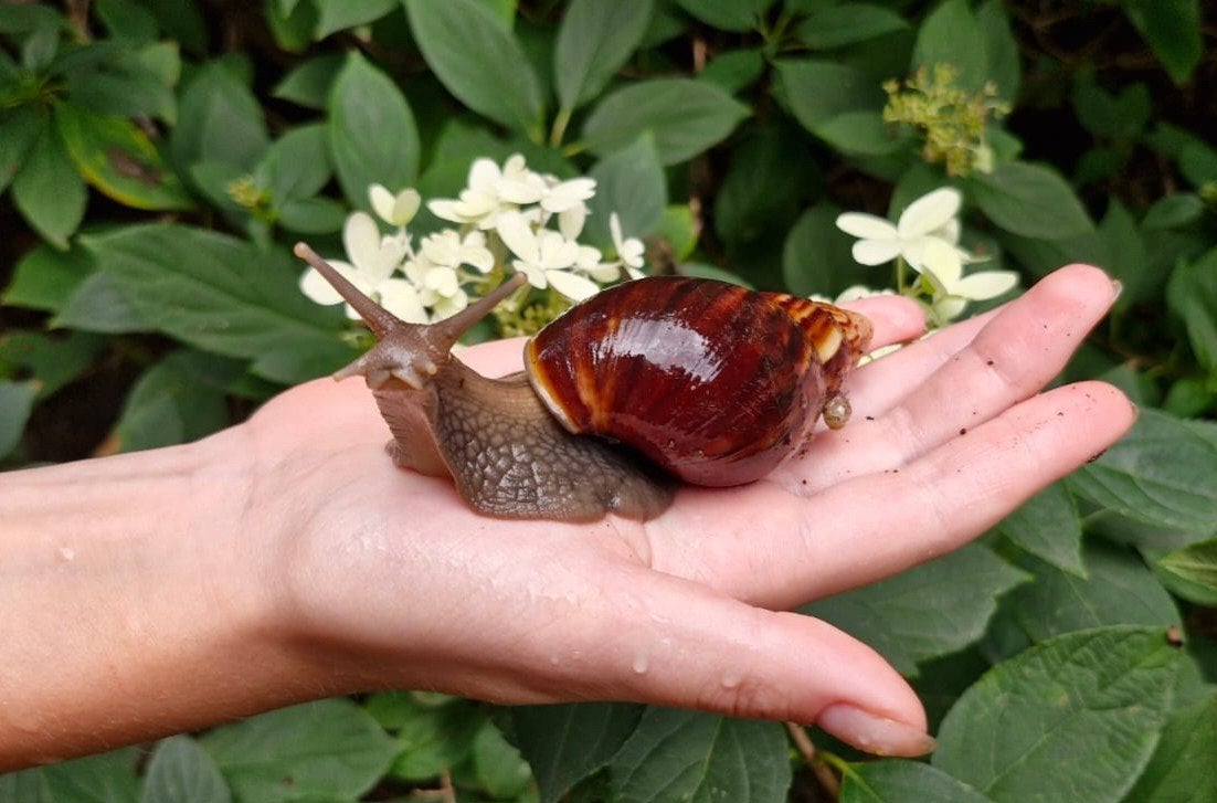 Reuzen slakken (Lissachatina fulica agaatslakken), Dieren en Toebehoren, September, Meerdere dieren
