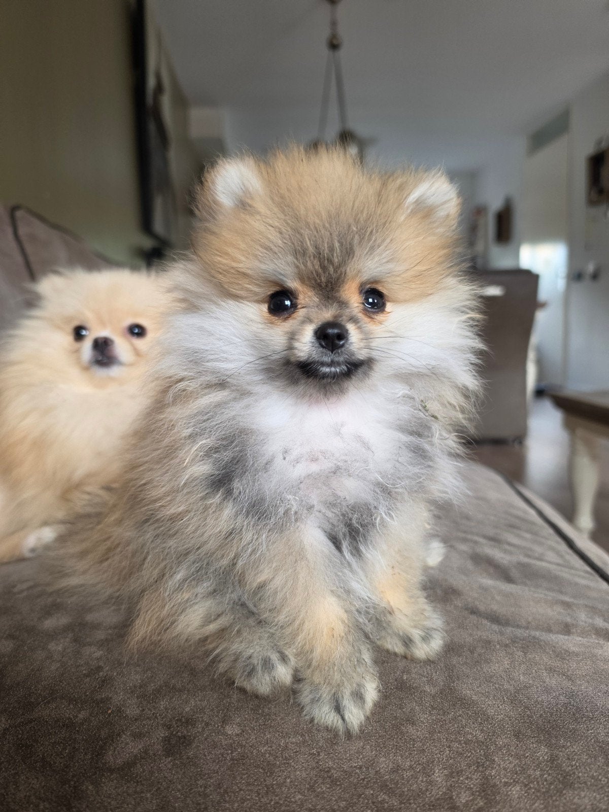 Pomeriaan pup bearface Micro Teefje, 8 tot 15 weken, Teef, Eén hond, Nederland