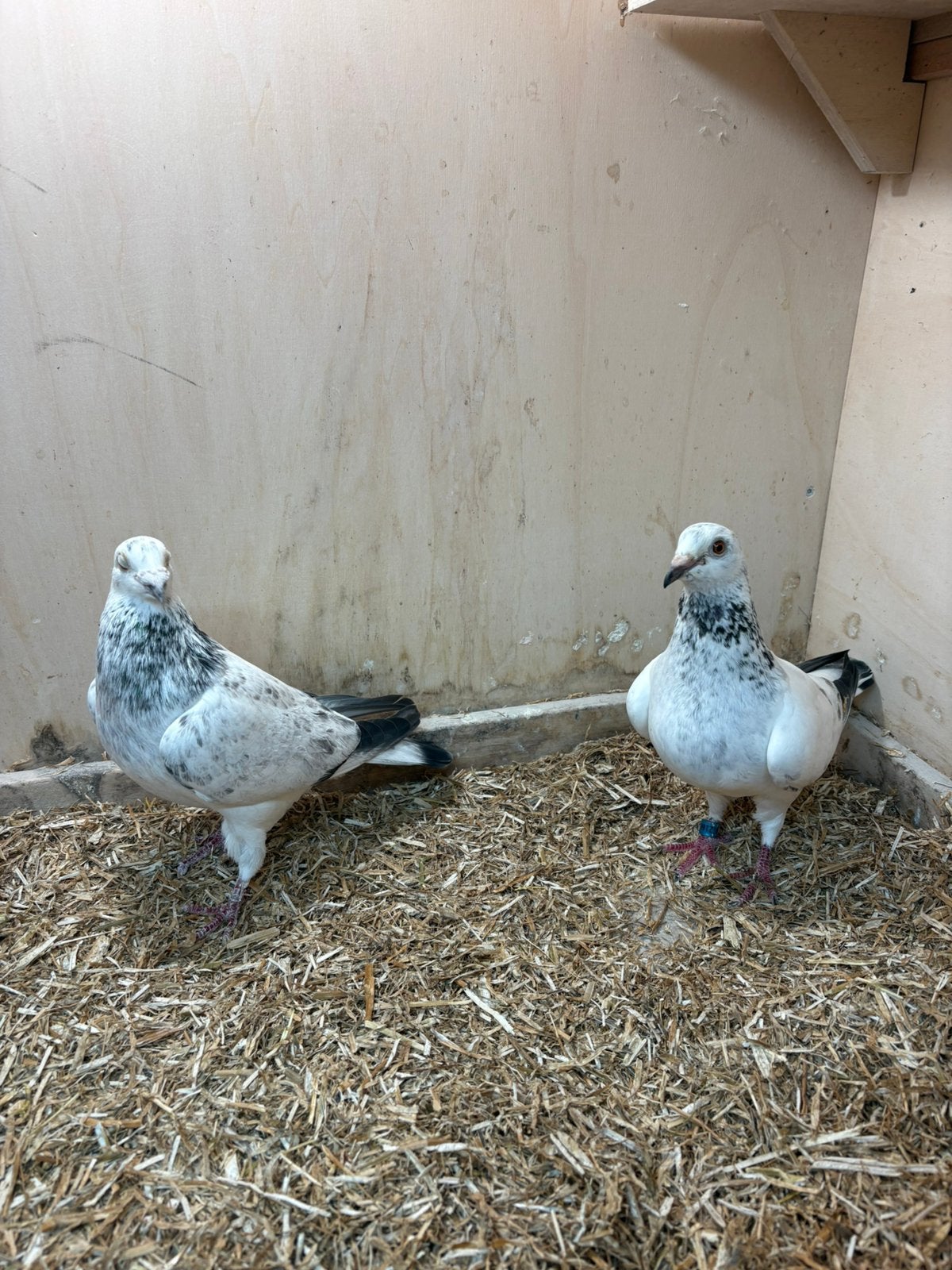 Koppel duiven, Dieren en Toebehoren, Vogels | Duiven, Meerdere dieren, Postduif