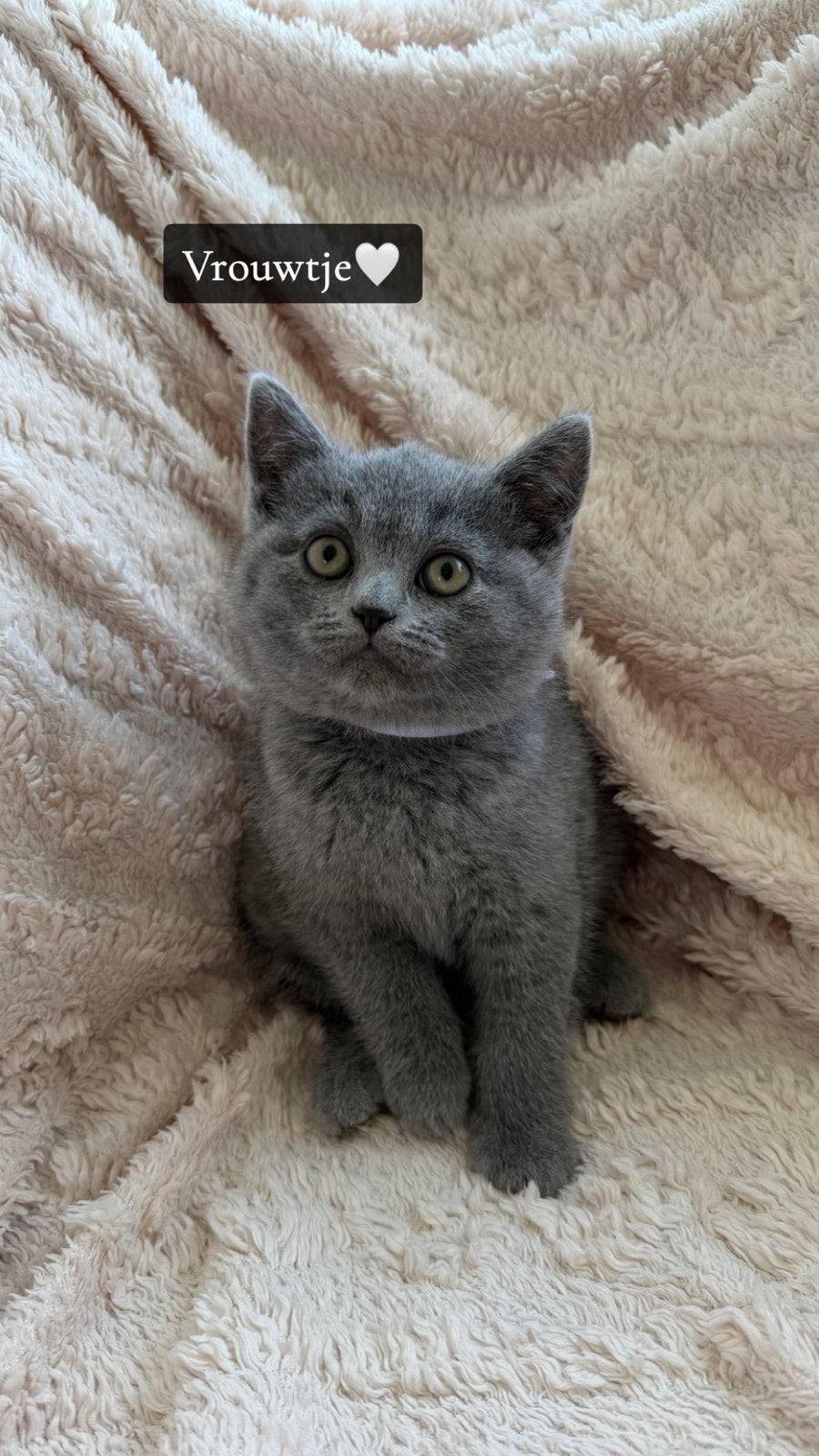 Britse Korthaar Kitten mag het nestje verlaten, Meerdere dieren, Ingeënt