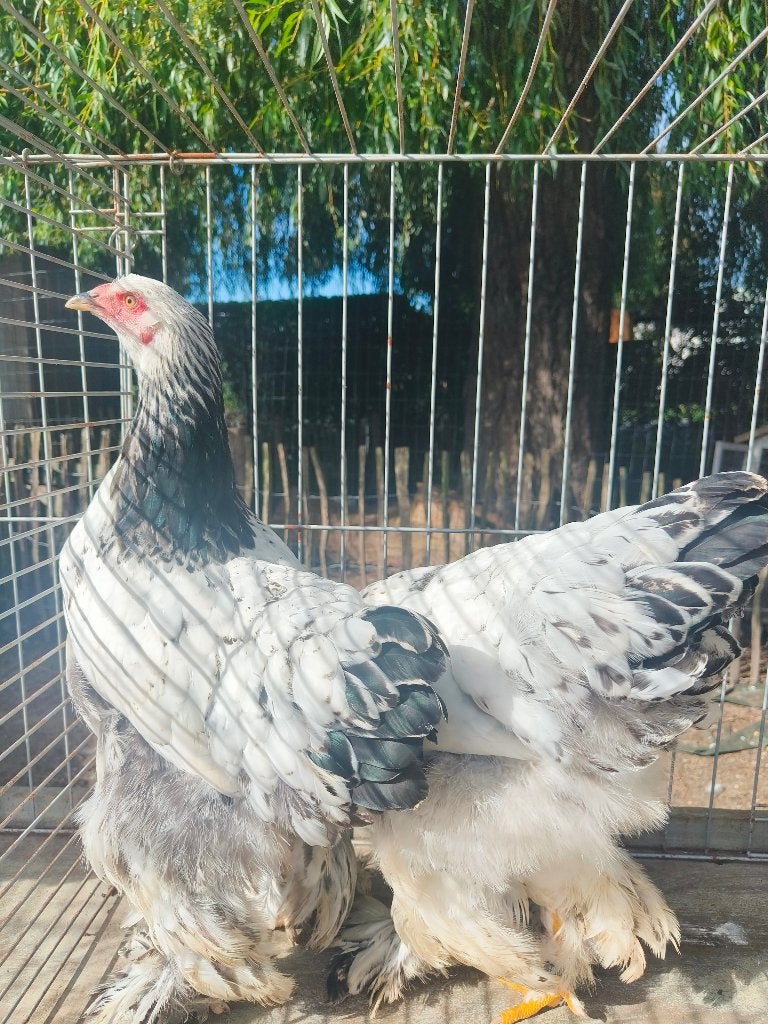 3 brahma hennen verschillende kleuren, Vrouwelijk, Kip