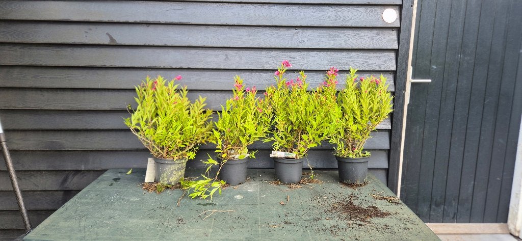 Weigelia picobello Rosa, Ophalen, Overige soorten, Struik, Minder dan 100 cm