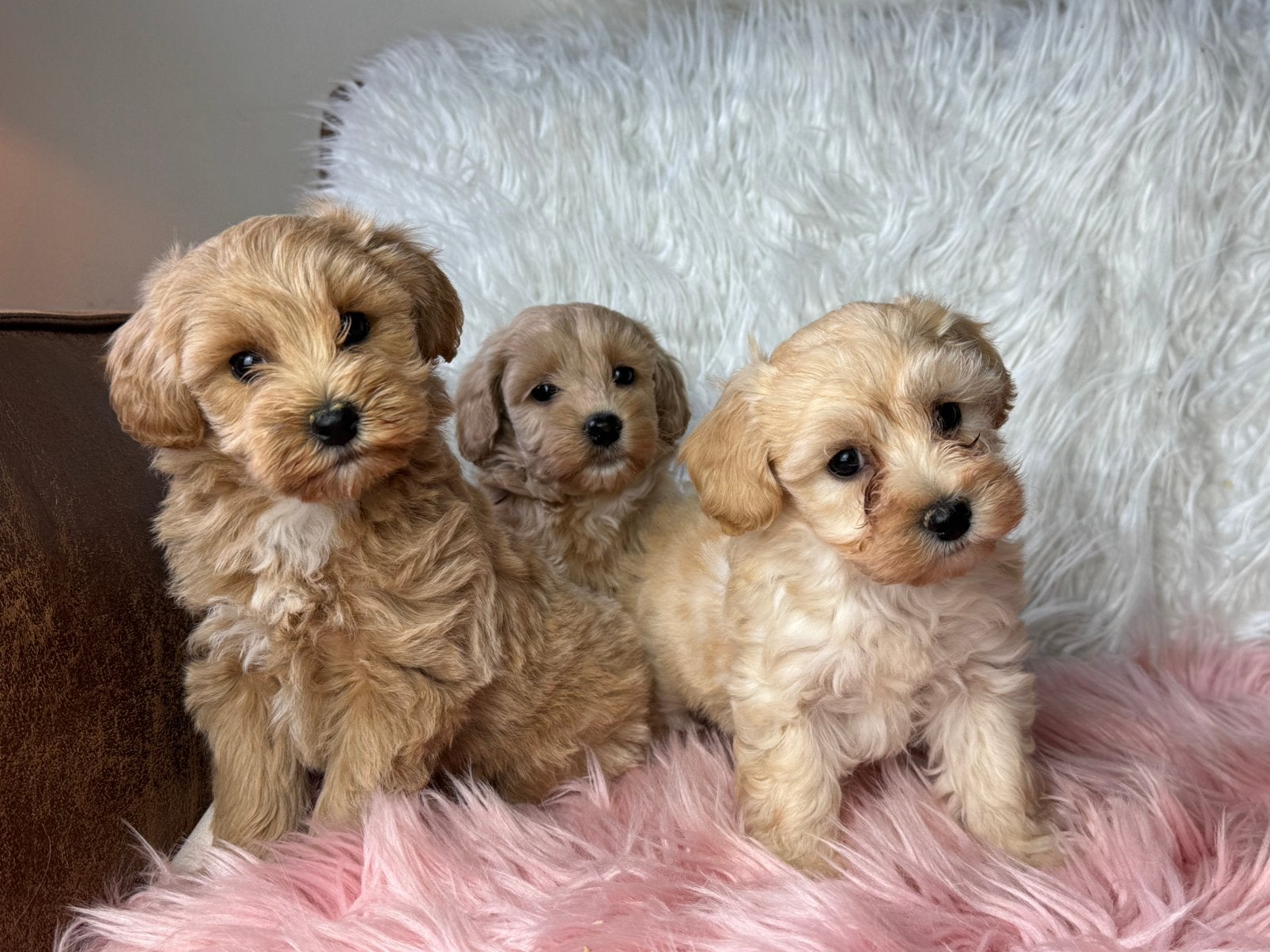 Maltipoo pups 1650€ hypo allergeen, Dieren en Toebehoren, Honden | Chihuahua's en Gezelschapshonden, Nederland, Parvo, Overige rassen
