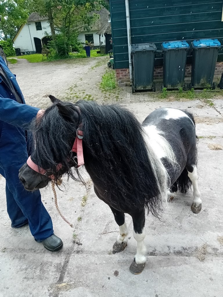 pony, Dieren en Toebehoren, Pony's, Niet van toepassing, Hengst, A pony (tot 1.17m), Gechipt