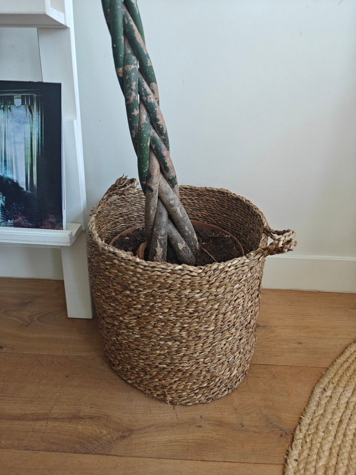 Grote Pachira Aquatica (geldboom) in rieten mand, Huis en Inrichting, Ophalen
