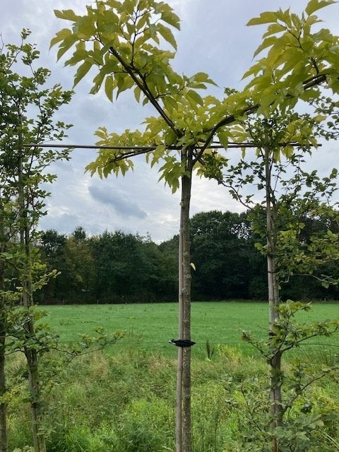 Moerbei, dakvorm, in pot. Morus alba ‘Fruitless’., Bloeit niet, 100 tot 250 cm, Dakboom, Ophalen