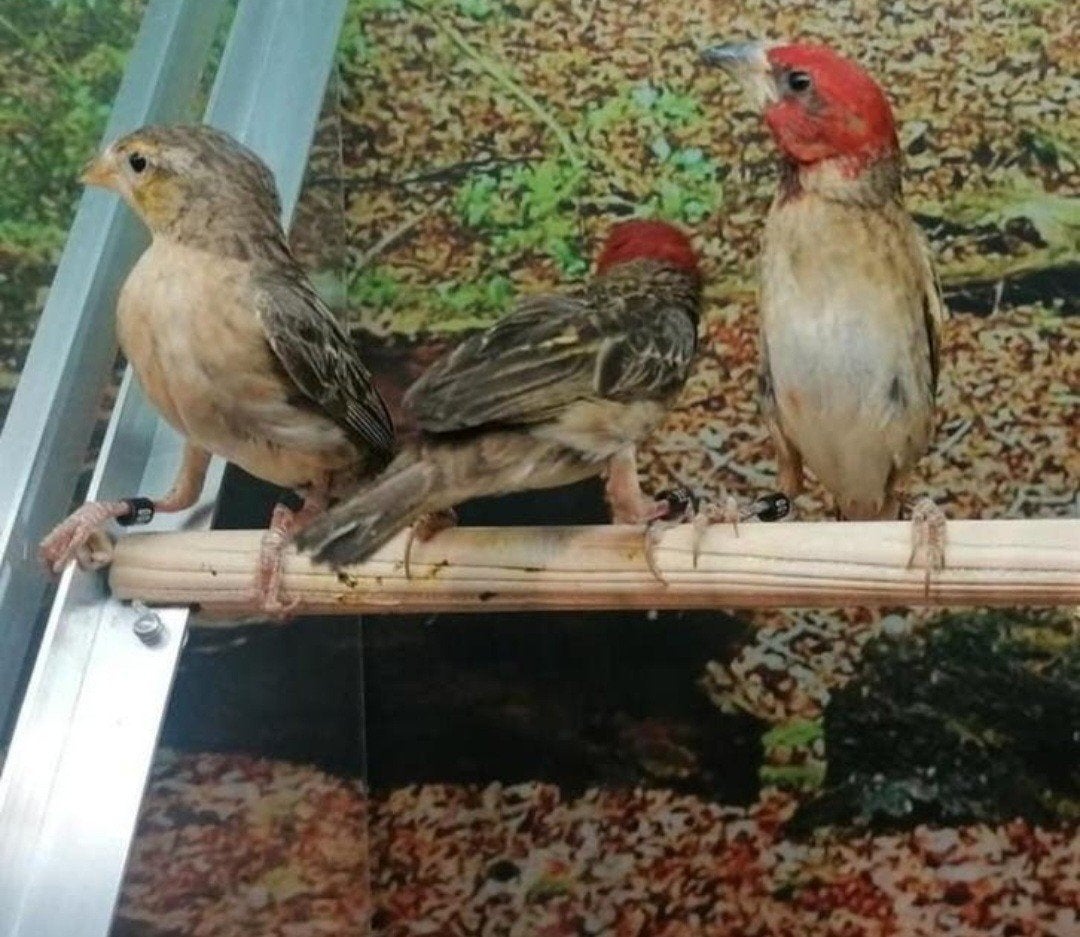 Roodkopwevers diverse koppels, Dieren en Toebehoren, Vogels | Overige Vogels, Meerdere dieren
