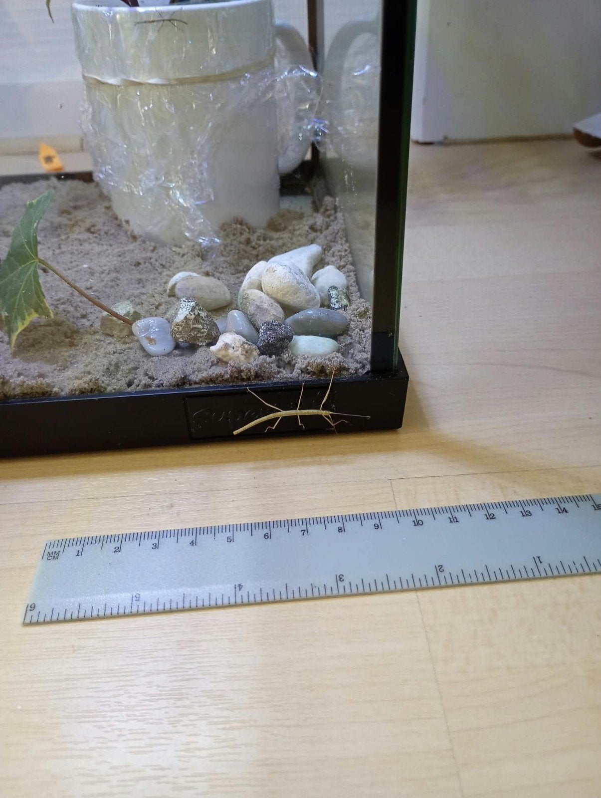 Indische wandelende takken, Dieren en Toebehoren, Wandelende tak
