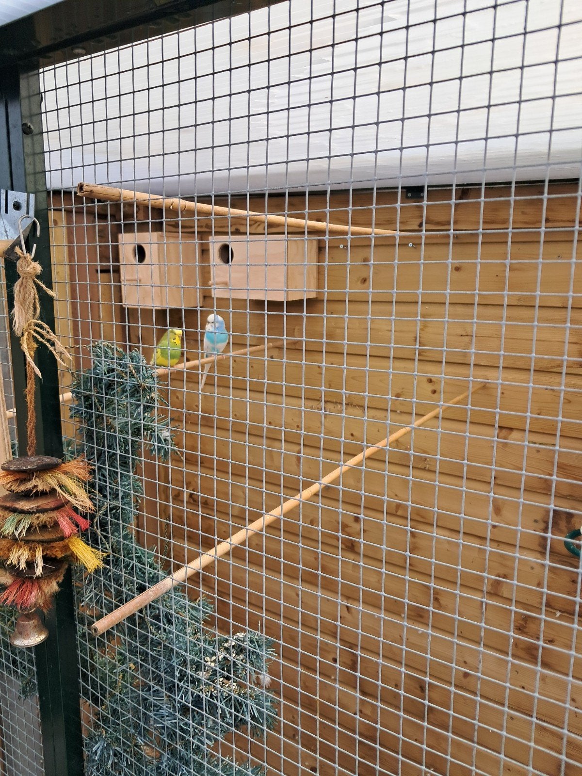 2 koppels parkieten te koop, Dieren en Toebehoren, Vogels | Parkieten en Papegaaien, Meerdere dieren, Parkiet