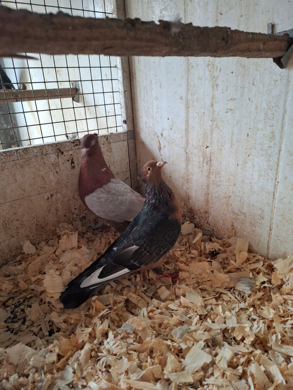 Koppel vinkduiven, Dieren en Toebehoren