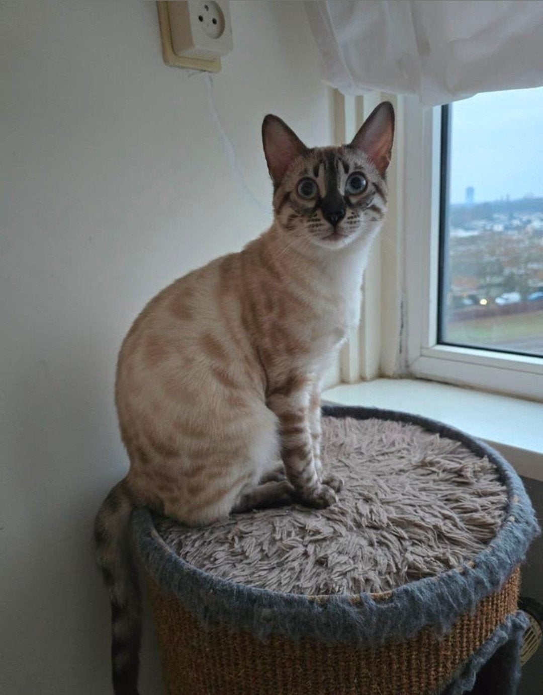 Snow/sneeuwbengaal poes, Dieren en Toebehoren, Poes