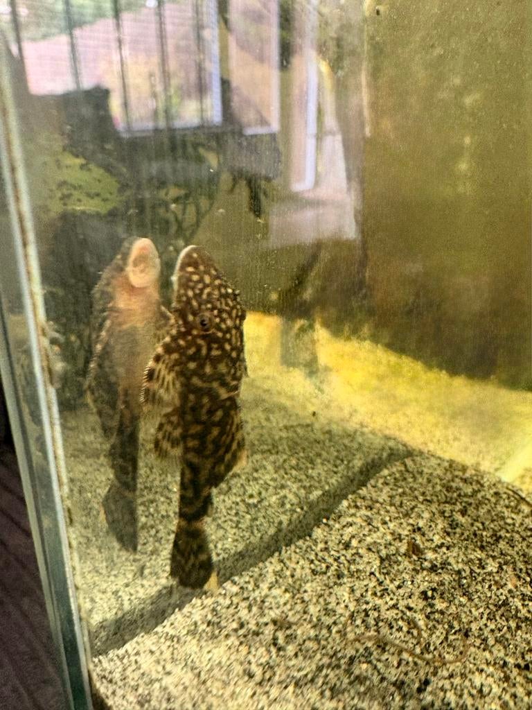 Algeneters - Gratis ophalen!!, Dieren en Toebehoren, Vissen | Aquariumvissen, Vis