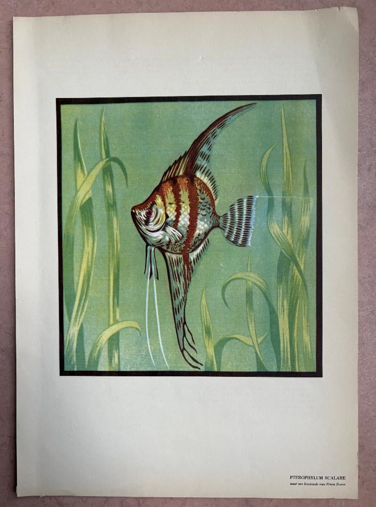 Prent van een Pterophyllum Scalare (naar Frans Bosen), Ophalen of Verzenden