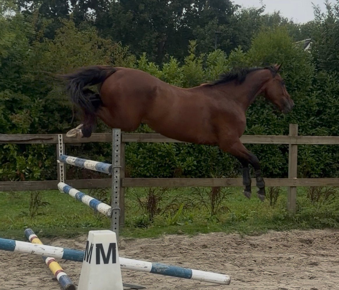 Mooi 3 jarige springgefokt ruin, Ruin, Dressuurpaard, 3 tot 6 jaar