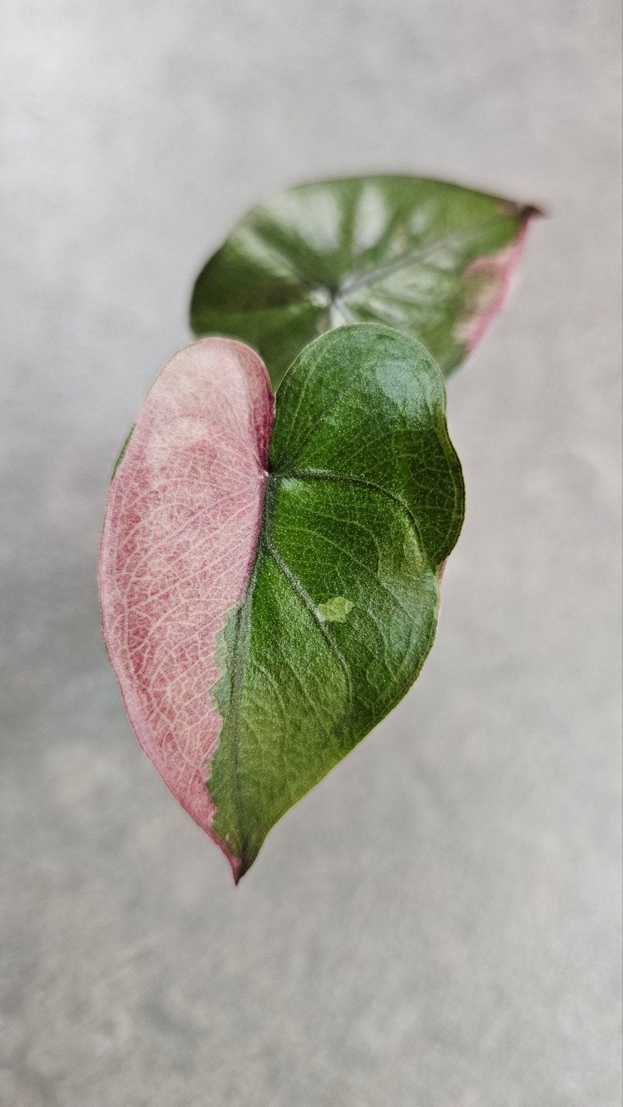 Alocasia Serendipity Pink Variegata, Ophalen of Verzenden, Halfschaduw, Minder dan 100 cm