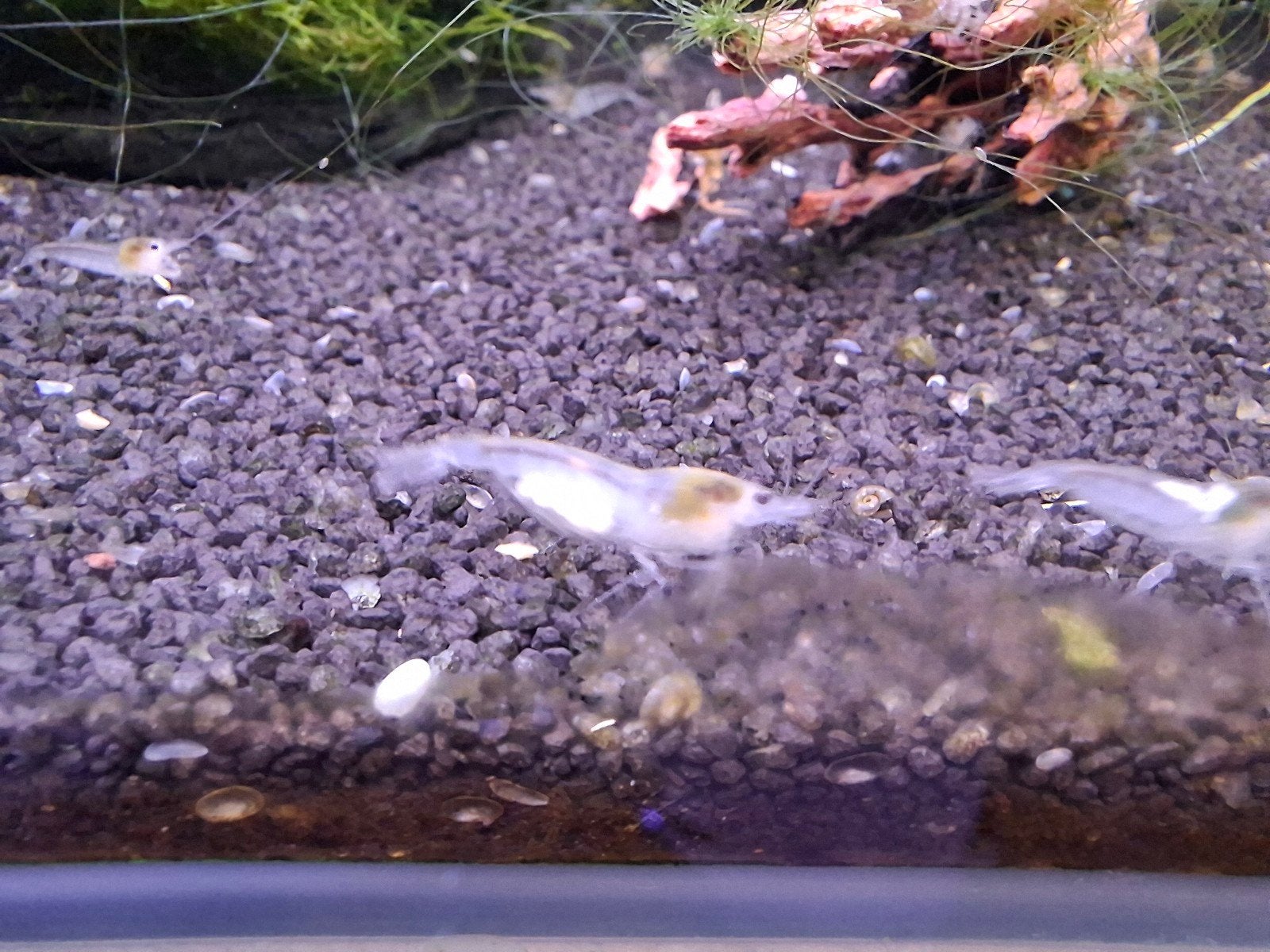 Pearl White neo Caridina garnalen