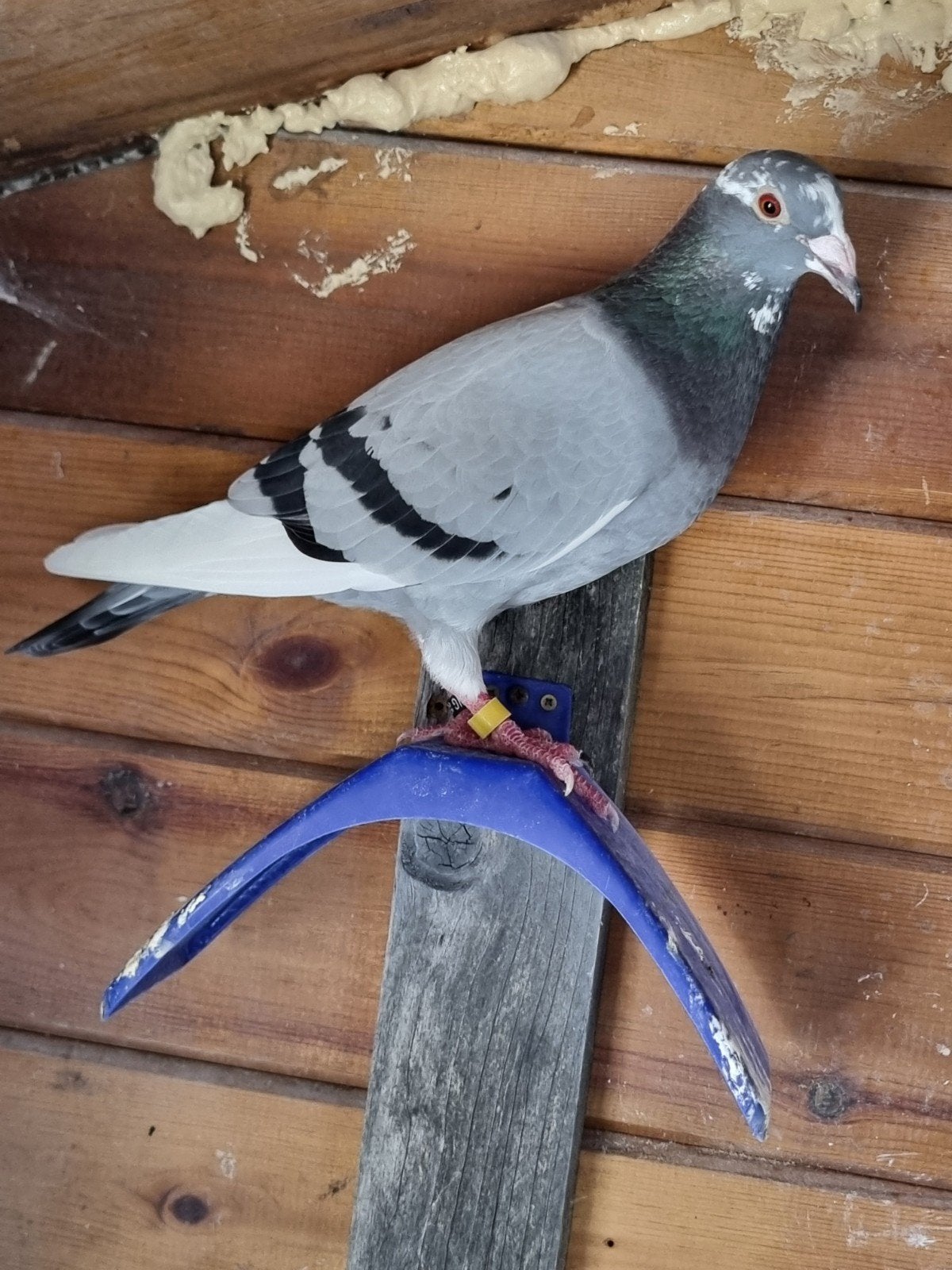 Postduiven Gratis, Dieren en Toebehoren, Vogels | Duiven, Meerdere dieren, Postduif