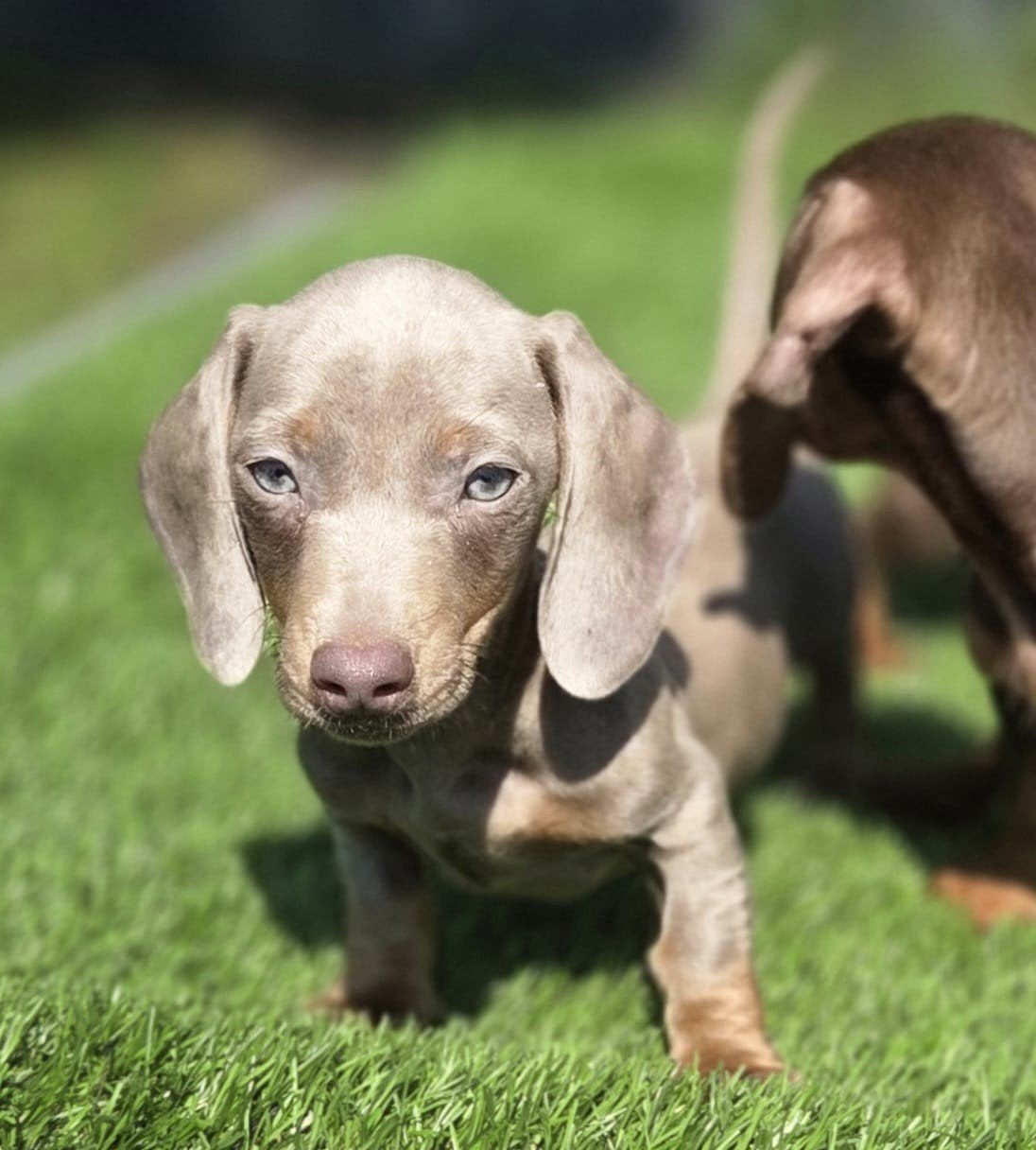 Te koop mooie Kortharige Dwerg Teckel pups (Tekkel), Dieren en Toebehoren, Honden | Teckels en Dashonden, Parvo, Nederland, 8 tot 15 weken